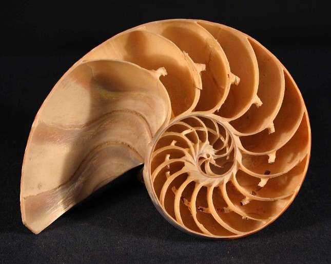 See Cole's collection of natural history specimens at The Cole Museum