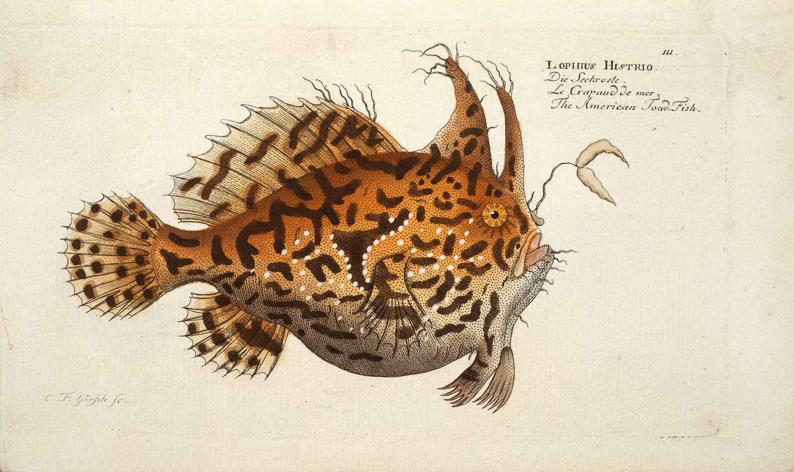 Bloch, Ichthyologie (1796) Cole 394