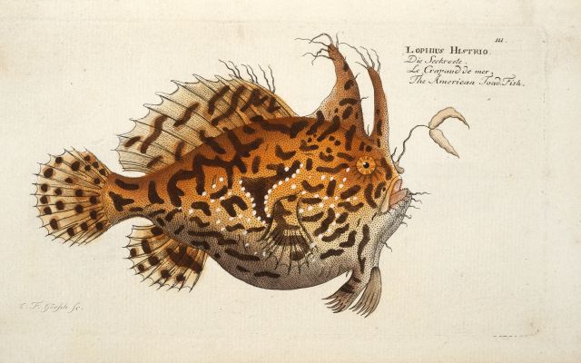 Bloch, Ichthyologie (1796) Cole 394