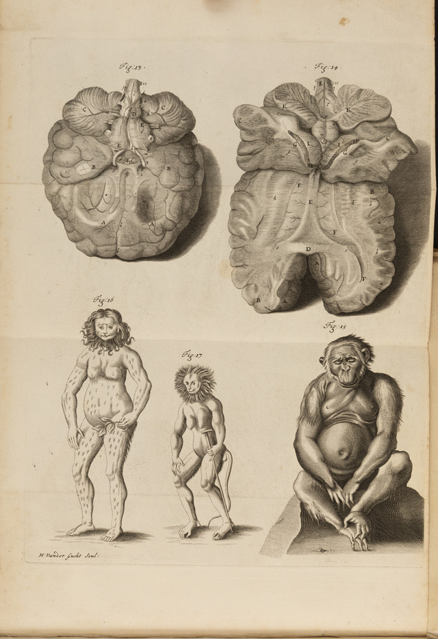Orang-outang, sive homo sylvestris, or, The anatomy of a pygmie compared with that of a monkey, an ape, and a man : to which is added, a philological essay concerning the pygmies, the cynocephali, the satyrs, and sphinges of the ancients : wherein it will appear that they are all either apes or monkeys, and not men, as formerly pretended / Tyson, Edward, 1650-1708